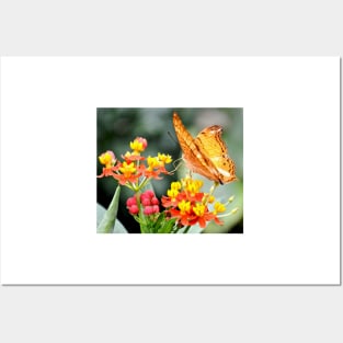 Orange Butterfly on Tropical Lantana Flowers Posters and Art